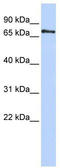 Phosphatase And Actin Regulator 1 antibody, TA333639, Origene, Western Blot image 