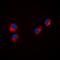 Paxillin antibody, orb304535, Biorbyt, Immunofluorescence image 
