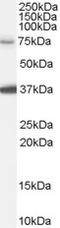 NEDD1 Gamma-Tubulin Ring Complex Targeting Factor antibody, LS-C55153, Lifespan Biosciences, Western Blot image 