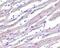 Apoptotic Peptidase Activating Factor 1 antibody, GTX22001, GeneTex, Immunohistochemistry frozen image 