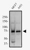 Mitochondrial Antiviral Signaling Protein antibody, NBP2-49691, Novus Biologicals, Western Blot image 