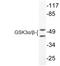 Glycogen Synthase Kinase 3 Alpha antibody, LS-C176290, Lifespan Biosciences, Western Blot image 