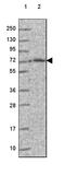 Iduronidase Alpha-L- antibody, HPA046979, Atlas Antibodies, Western Blot image 