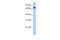 Tripartite Motif Containing 29 antibody, 25-072, ProSci, Enzyme Linked Immunosorbent Assay image 