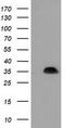 Aryl sulfotransferase IV antibody, TA501952, Origene, Western Blot image 