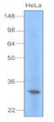 Uracil-DNA glycosylase antibody, MBS200056, MyBioSource, Western Blot image 