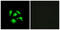 TSC22 Domain Family Member 1 antibody, abx013630, Abbexa, Western Blot image 