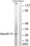 Claudin 3 antibody, LS-C198808, Lifespan Biosciences, Western Blot image 