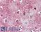 TAO Kinase 1 antibody, LS-A7008, Lifespan Biosciences, Immunohistochemistry frozen image 