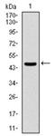 Citrulline--aspartate ligase antibody, AM06726PU-N, Origene, Western Blot image 