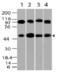 Tubulin antibody, MBS668156, MyBioSource, Western Blot image 