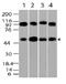 Tubulin antibody, MBS668156, MyBioSource, Western Blot image 