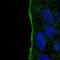 Iodotyrosine Deiodinase antibody, HPA059627, Atlas Antibodies, Immunofluorescence image 