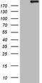 Apolipoprotein B Receptor antibody, TA807046S, Origene, Western Blot image 