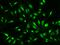 mAM antibody, 202734-T02, Sino Biological, Immunohistochemistry paraffin image 