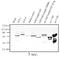 Lymphoid Enhancer Binding Factor 1 antibody, AP05069PU-N, Origene, Western Blot image 