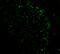 Phorbol-12-Myristate-13-Acetate-Induced Protein 1 antibody, A02287, Boster Biological Technology, Immunofluorescence image 