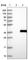 Pseudouridine Synthase Like 1 antibody, HPA032057, Atlas Antibodies, Western Blot image 