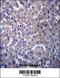 Probable G-protein coupled receptor 34 antibody, 56-686, ProSci, Immunohistochemistry paraffin image 