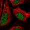 ZFP64 Zinc Finger Protein antibody, HPA058387, Atlas Antibodies, Immunocytochemistry image 