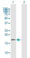 Ubiquitin Like 4A antibody, H00008266-B01P, Novus Biologicals, Western Blot image 