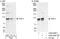 Tuftelin Interacting Protein 11 antibody, A302-549A, Bethyl Labs, Immunoprecipitation image 