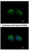 Intraflagellar Transport 57 antibody, NBP2-16835, Novus Biologicals, Immunocytochemistry image 