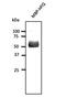 Host Cell Factor C1 antibody, orb153334, Biorbyt, Western Blot image 