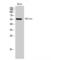 IKAROS Family Zinc Finger 2 antibody, LS-C383897, Lifespan Biosciences, Western Blot image 