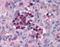 Interferon Regulatory Factor 7 antibody, NBP1-02718, Novus Biologicals, Immunohistochemistry frozen image 