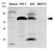 Interferon Regulatory Factor 5 antibody, LS-C93755, Lifespan Biosciences, Western Blot image 