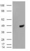 TAR DNA Binding Protein antibody, GTX48590, GeneTex, Western Blot image 
