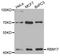 RNA Binding Motif Protein 17 antibody, A08621, Boster Biological Technology, Western Blot image 