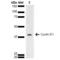 Cyclin D1 antibody, LS-C776405, Lifespan Biosciences, Western Blot image 