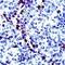 Granzyme B antibody, PA1-37799, Invitrogen Antibodies, Immunohistochemistry paraffin image 