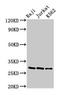 Granzyme A antibody, LS-C375862, Lifespan Biosciences, Western Blot image 