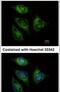 ATP Binding Cassette Subfamily F Member 3 antibody, PA5-31605, Invitrogen Antibodies, Immunofluorescence image 