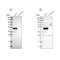 Testin antibody, PA5-53294, Invitrogen Antibodies, Western Blot image 