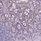 T-cell surface protein tactile antibody, HPA066754, Atlas Antibodies, Immunohistochemistry frozen image 