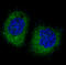 Eukaryotic Translation Initiation Factor 2 Alpha Kinase 2 antibody, M01384, Boster Biological Technology, Immunofluorescence image 