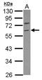 Tripartite Motif Containing 69 antibody, NBP2-20188, Novus Biologicals, Western Blot image 