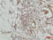 Mitogen-Activated Protein Kinase 7 antibody, A02812-2, Boster Biological Technology, Immunohistochemistry frozen image 