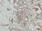 Mitogen-activated protein kinase 7 antibody, A02812-2, Boster Biological Technology, Immunohistochemistry frozen image 