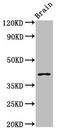Septin 3 antibody, LS-C673950, Lifespan Biosciences, Western Blot image 