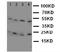 Lipocalin 1 antibody, LS-C312812, Lifespan Biosciences, Western Blot image 