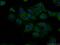 Bactericidal/permeability-increasing protein-like 1 antibody, 13461-2-AP, Proteintech Group, Immunofluorescence image 