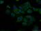 BPI Fold Containing Family B Member 2 antibody, 13461-2-AP, Proteintech Group, Immunofluorescence image 