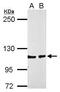 ALC1 antibody, PA5-31440, Invitrogen Antibodies, Western Blot image 