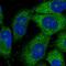 THUMP Domain Containing 3 antibody, HPA036171, Atlas Antibodies, Immunofluorescence image 