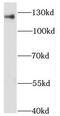 Nuclear Transcription Factor, X-Box Binding 1 antibody, FNab05715, FineTest, Western Blot image 